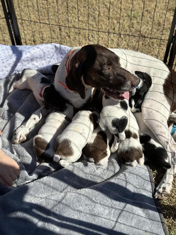 German Shorthaired Pointer