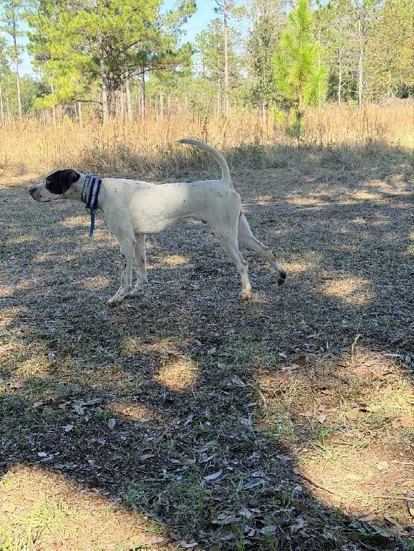 English Pointer