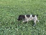 GWP PUPPIES