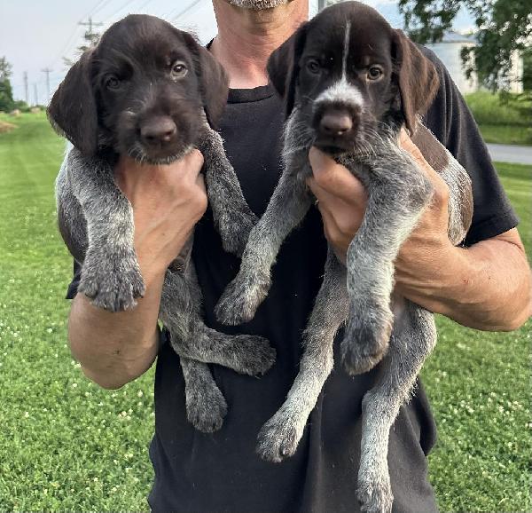 German Wirehaired Pointer