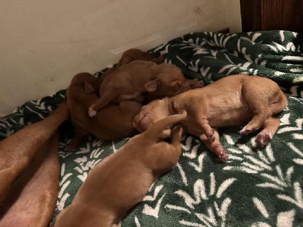 Hungarian Vizsla