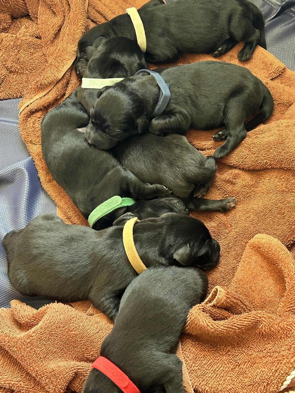 CHRISTMAS BRITISH LAB PUPPIES