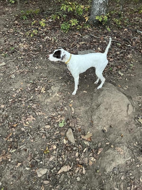 English Pointer