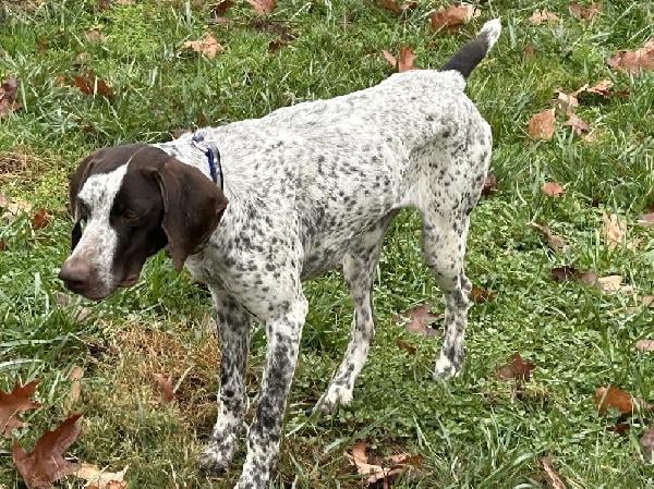 SCOUT, WHAT A DOG! German Shorthaired Pointer