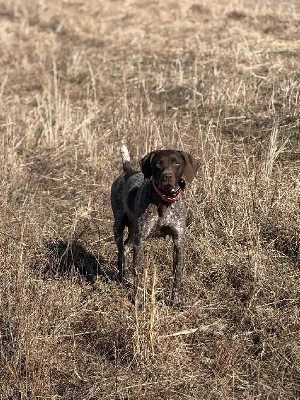 German Shorthaired Pointer
