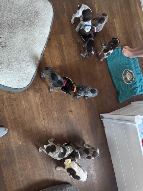 German Shorthaired Pointer