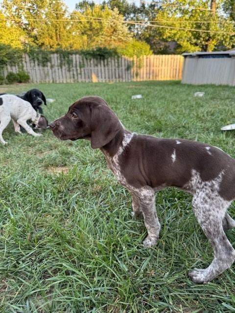 German Shorthaired Pointer