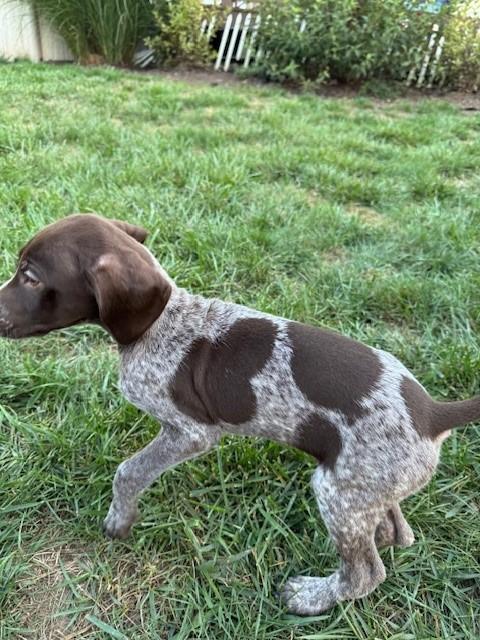 German Shorthaired Pointer