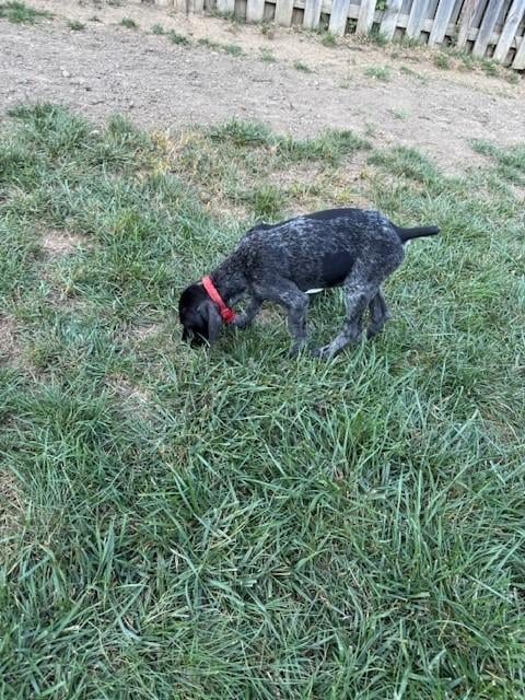 German Shorthaired Pointer