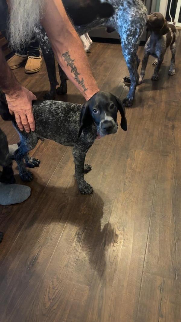 German Shorthaired Pointer