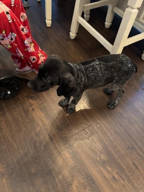 German Shorthaired Pointer