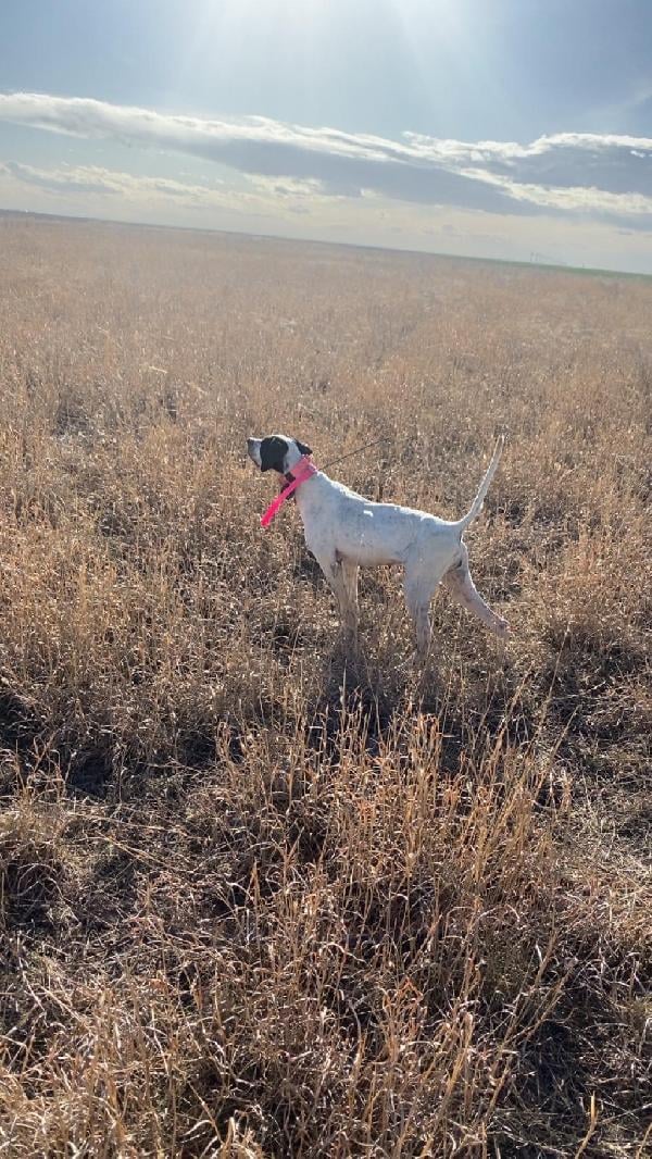 English Pointer
