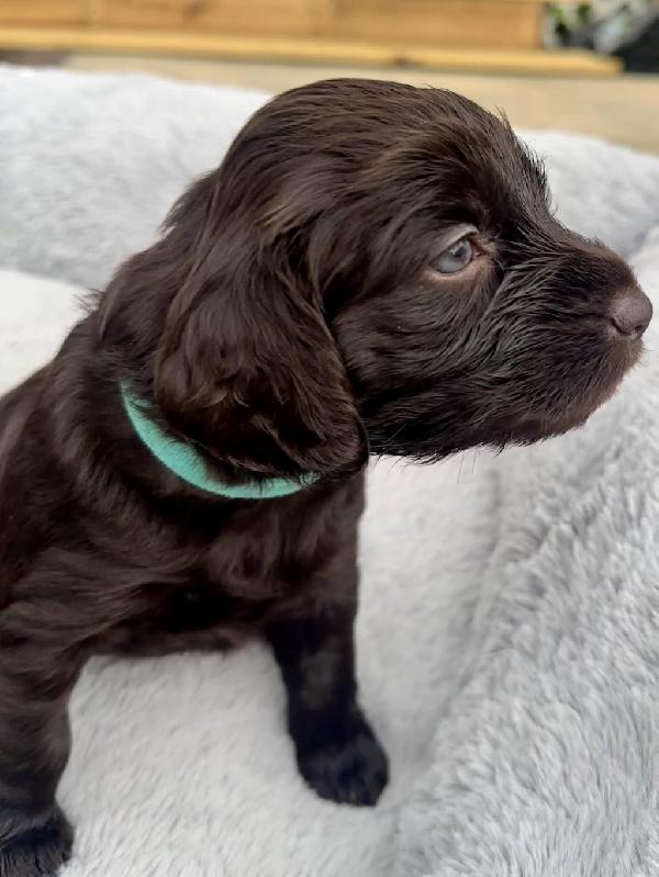 Boykin Spaniels