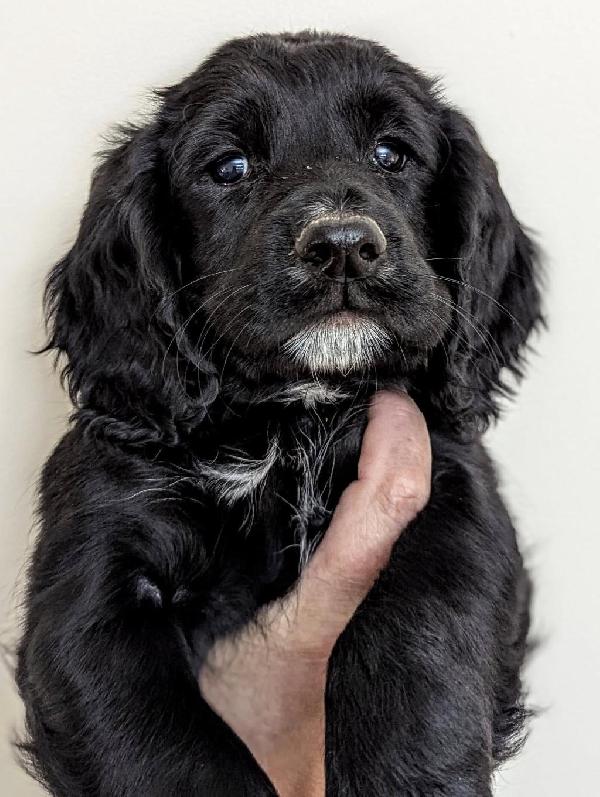 English Cocker Spaniel