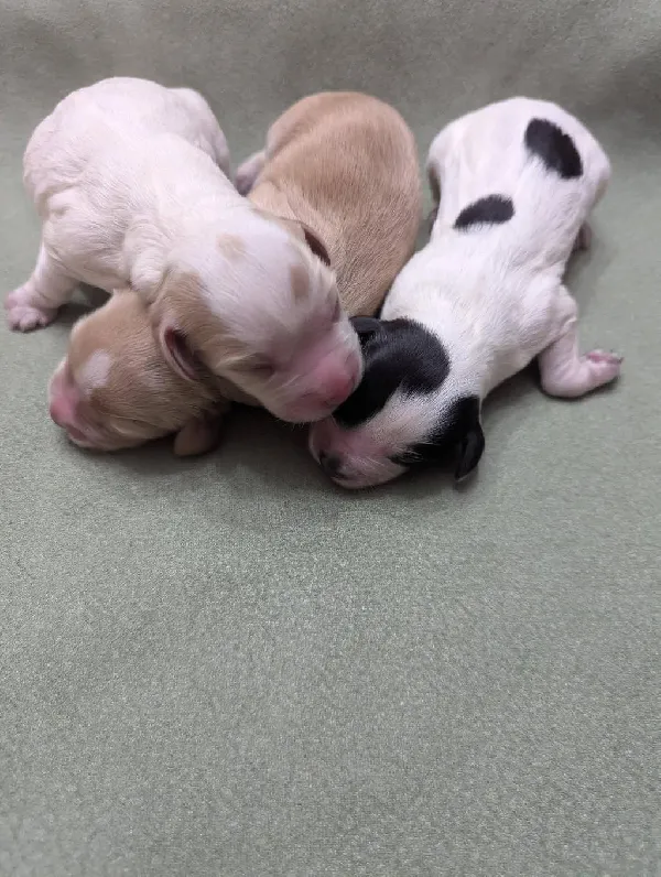 English Cocker Spaniel