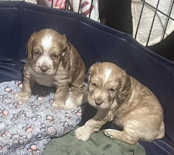 English Cocker Spaniel
