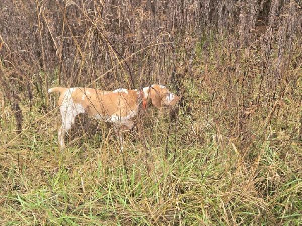 Bracco Italiano