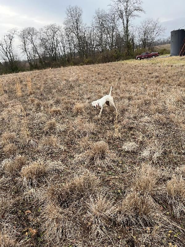 English Pointer