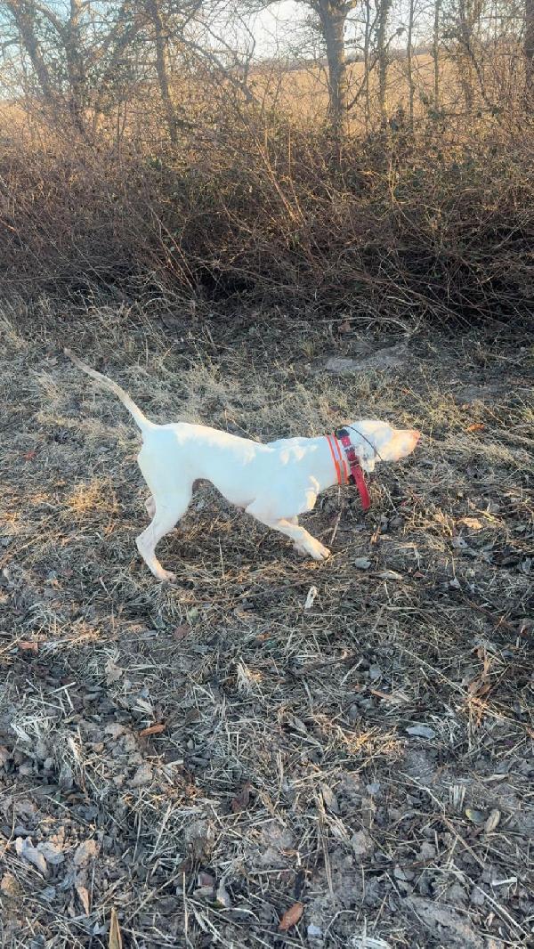 English Pointer