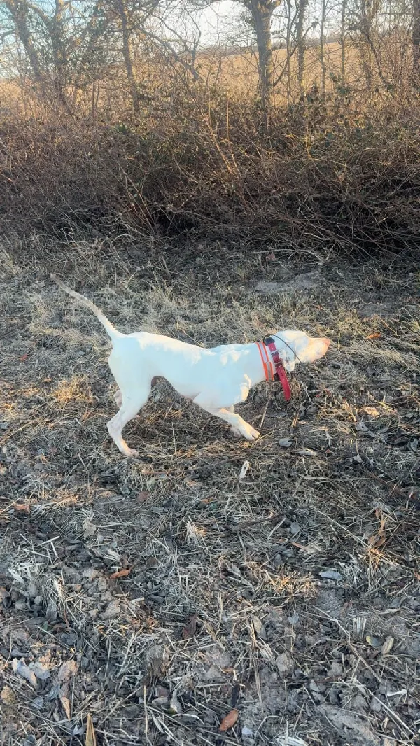 6 YEAR OLD FINISHED POINTER MALE English Pointer