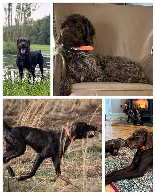 German Wirehaired Pointer
