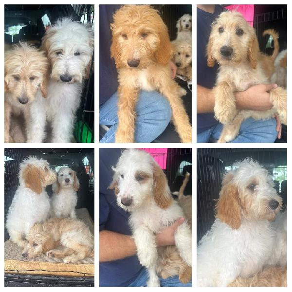 ENGLISH SETTER X POODLE English Setter