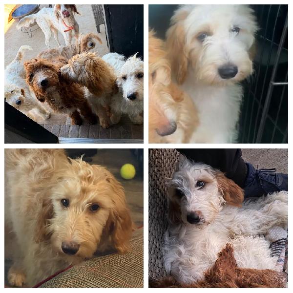 ENGLISH SETTER X POODLE English Setter