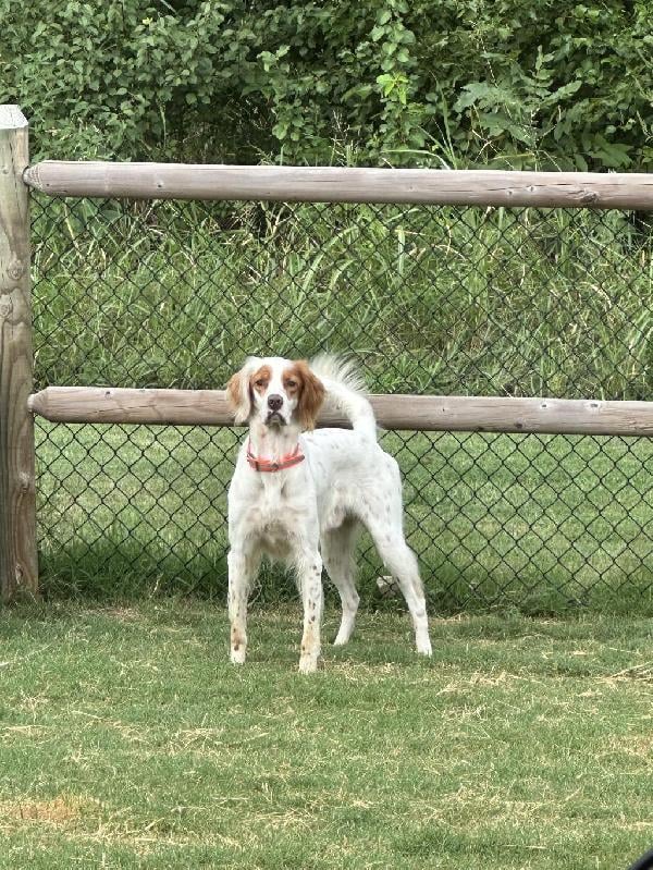 ENGLISH SETTER X POODLE MIX English Setter