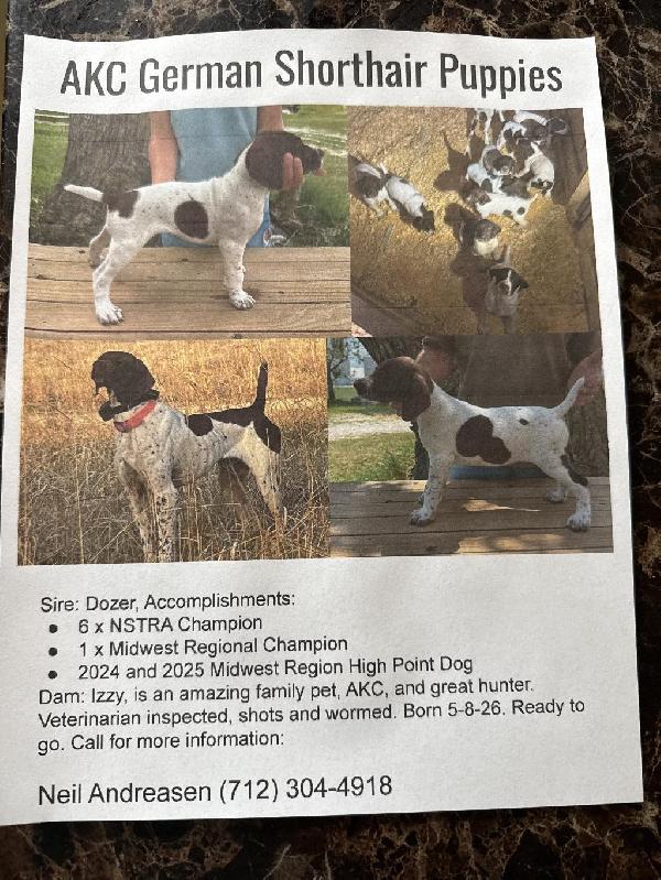German Shorthaired Pointer