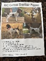 GERMAN SHORTHAIR POINTER