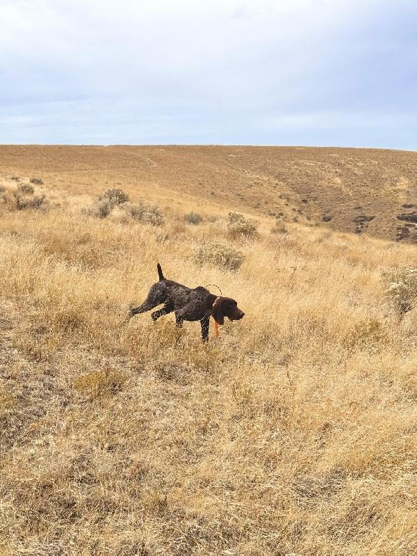 German Shorthaired Pointer