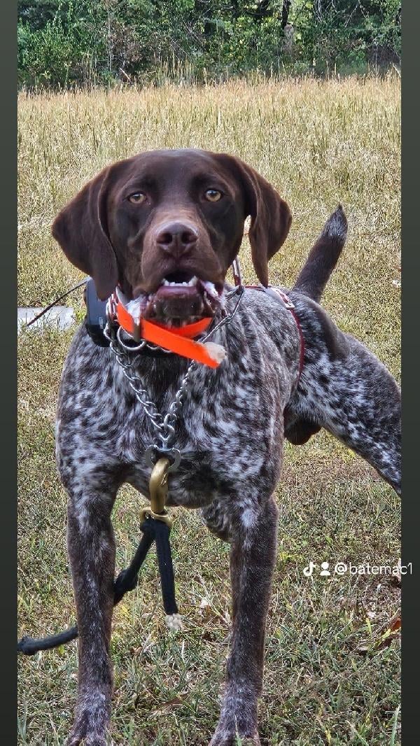 German Shorthaired Pointer