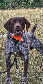 AKC GERMAN SHORTHAIRED POINTER LITTER ANNOUNC