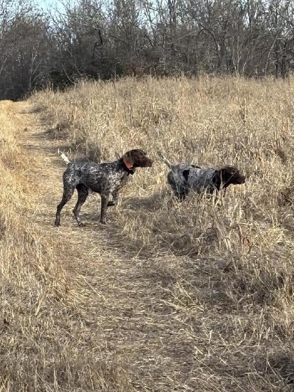 AKC GERMAN SHORTHAIRED POINTER PUPPIES German Shorthaired Pointer