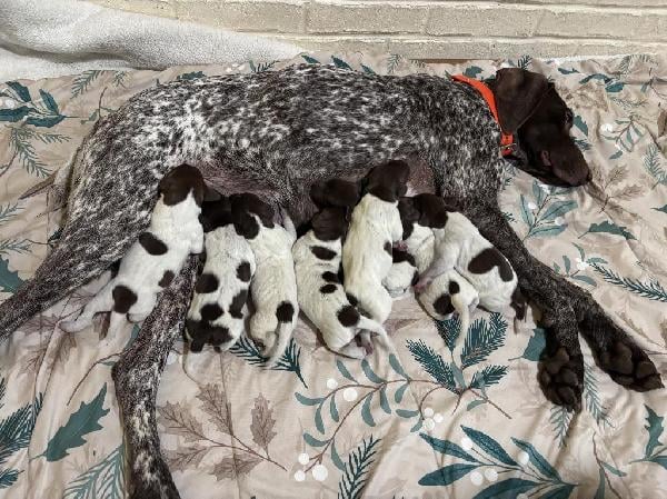 German Shorthaired Pointer