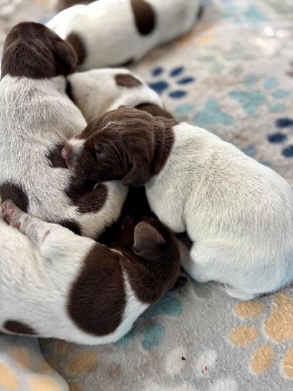German Shorthaired Pointer