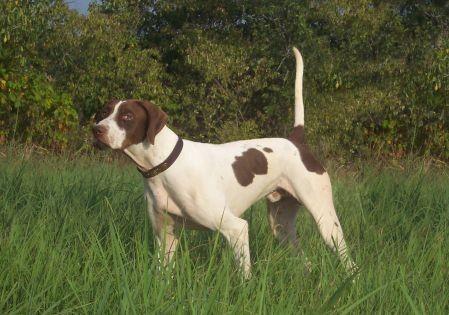 38 Top Photos English Pointer Puppies Illinois / German Shorthaired Pointer Dog Breed Profile Petfinder