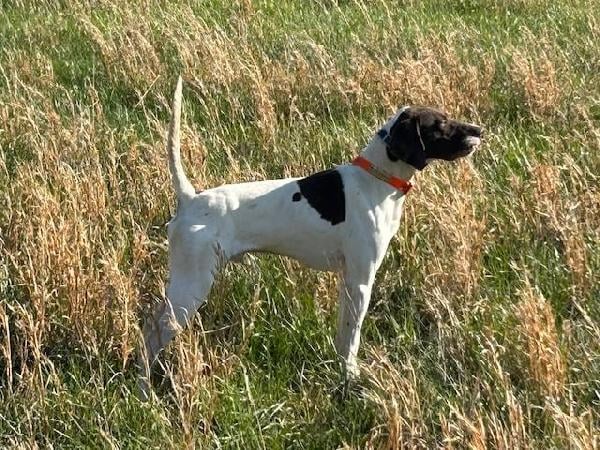 English Pointer