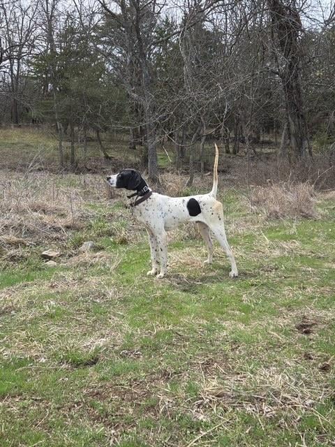 English Pointer