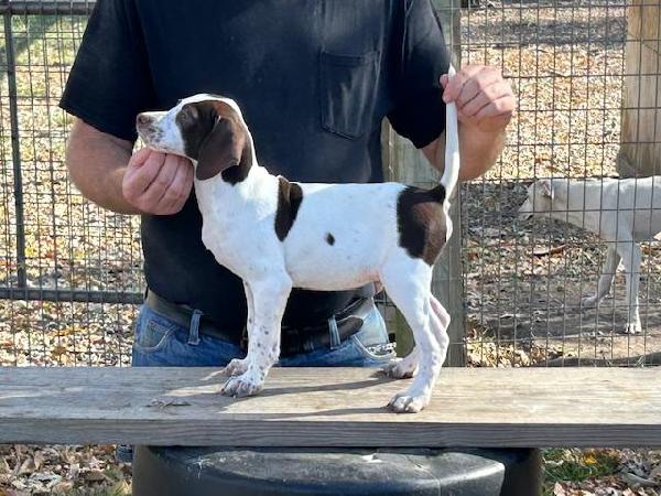 English Pointer