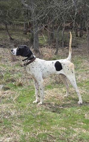 BLACKHAWKS JOHNNY RINGO & ERIN MACEY RUM English Pointer