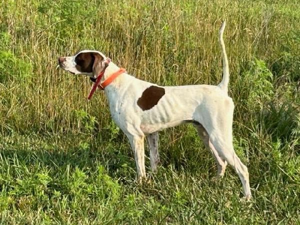 English Pointer