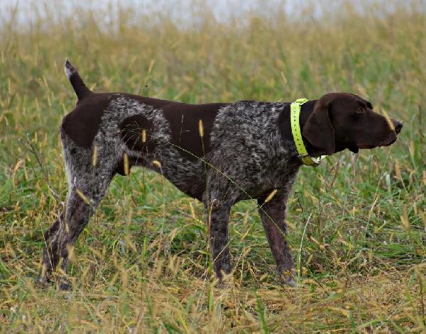 RIP & DOT German Shorthaired Pointer