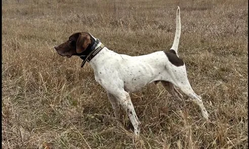 English Pointer