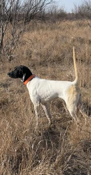 English Pointer