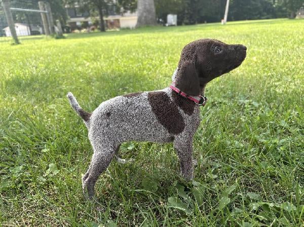 GERMAN SHORTHAIR POINTER READY 8/12/26 German Shorthaired Pointer