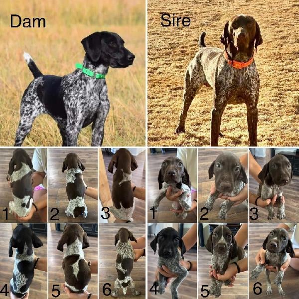 German Shorthaired Pointer