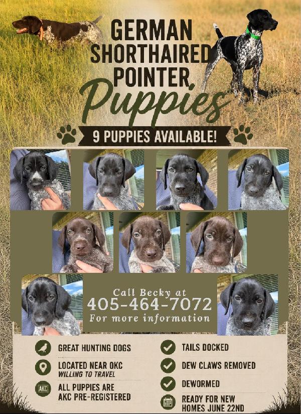 German Shorthaired Pointer