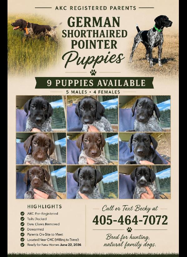 German Shorthaired Pointer