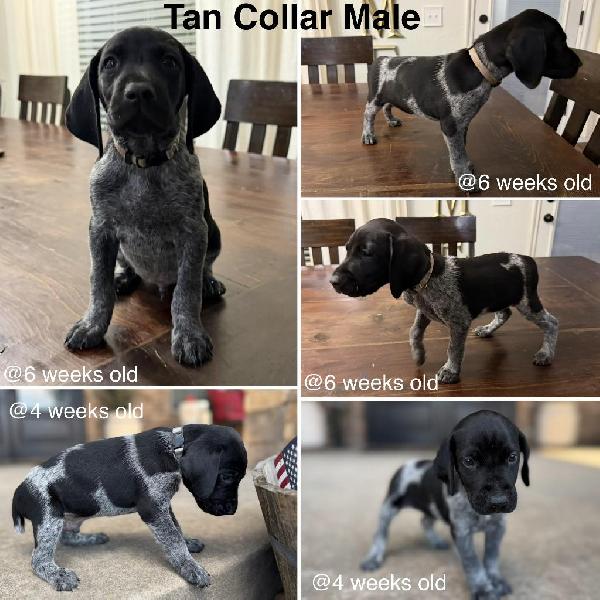 MALE GSP PUPPY - READY TO GO! German Shorthaired Pointer